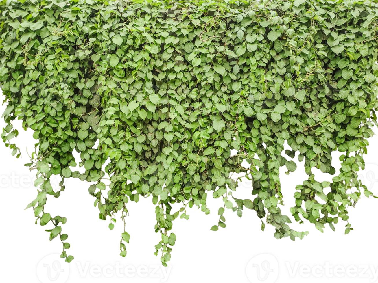 green ivy plant on a transparent background, a tree with green leaves hanging from a white wall, png