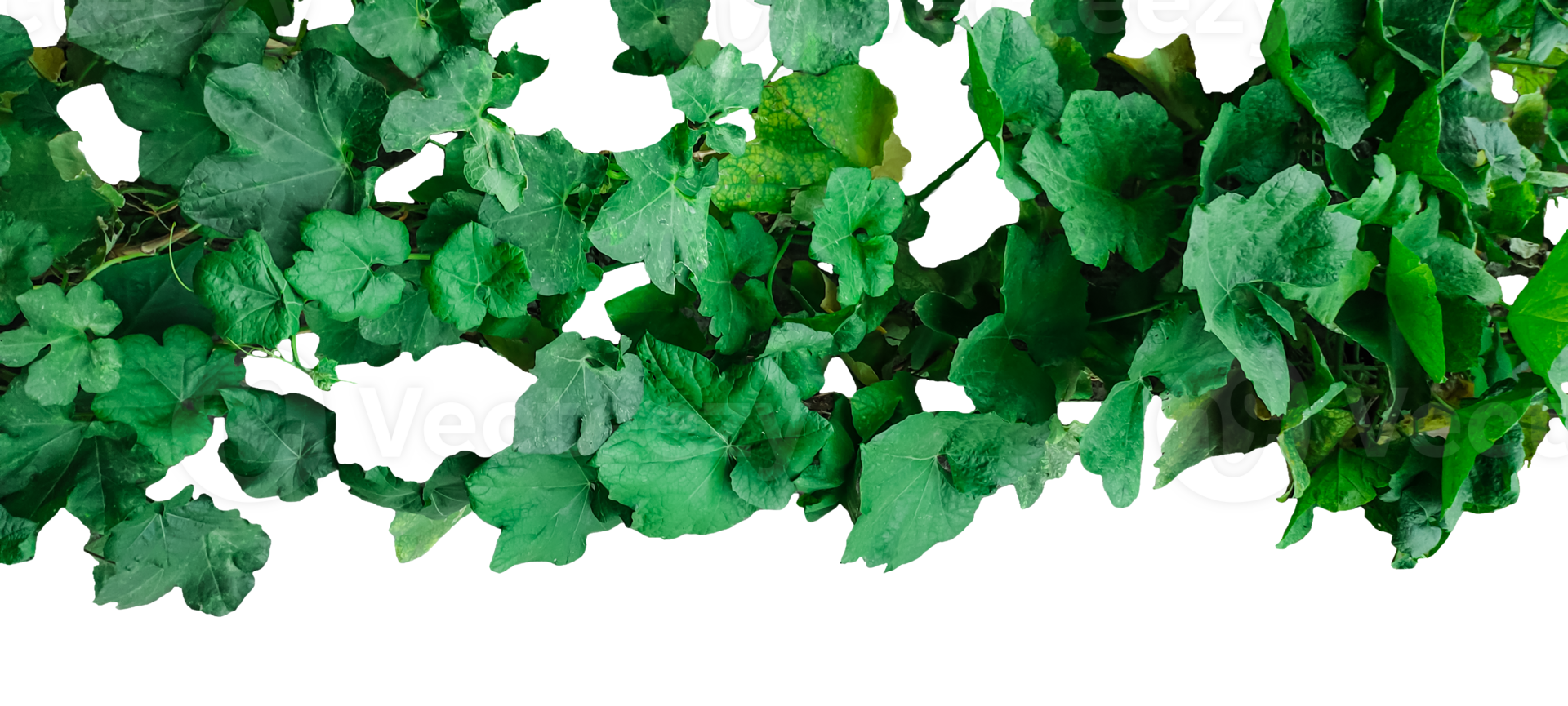 green pumpkin leaves on a transparent background, png