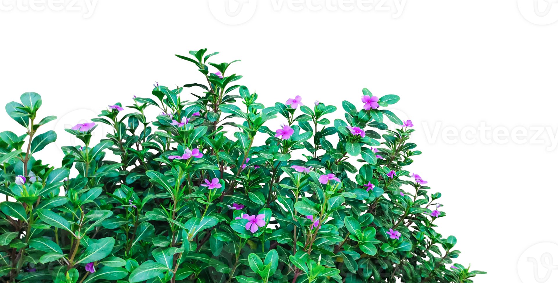 a plant with purple flowers in a pot, a bush with purple flowers on transparent background, purple flowers on a background png