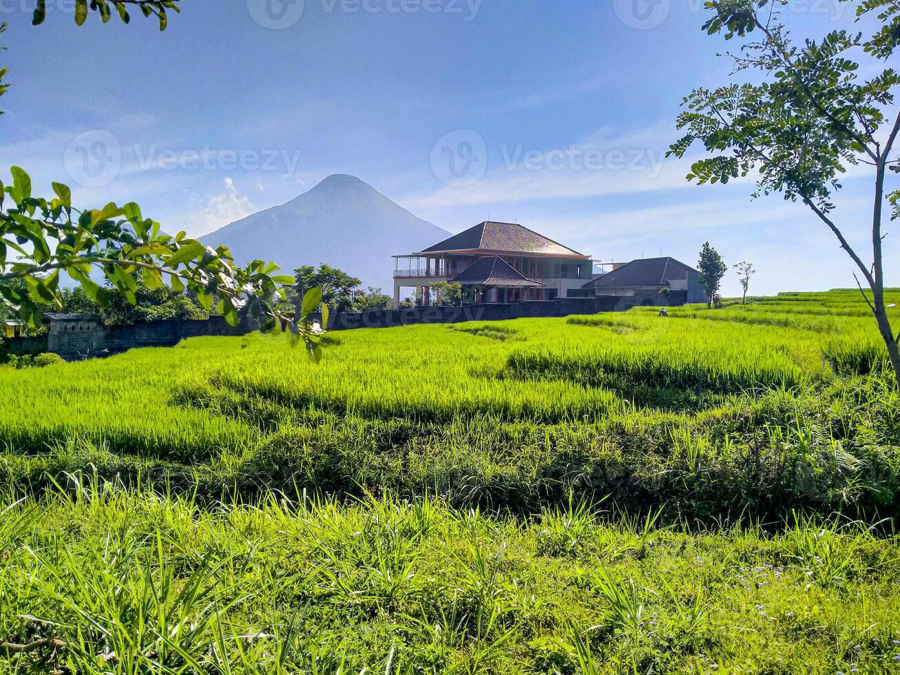 A beautiful clear sky view of the neatly organized and green agricultural rice fields with a nice big house in the background and Mount Penanggungan in the background. photo