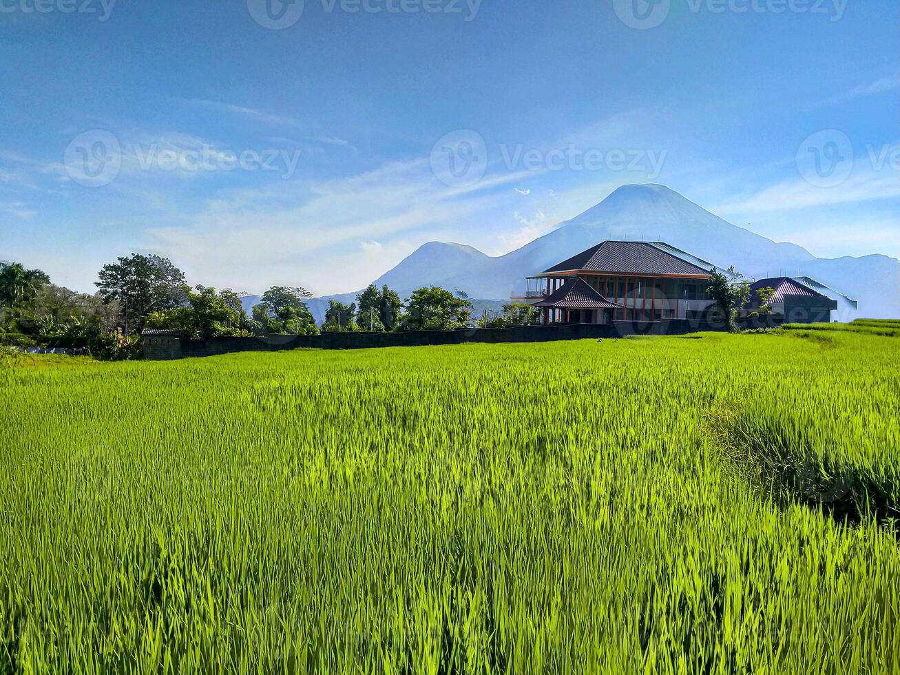 A beautiful clear sky view of the neatly organized and green agricultural rice fields with a nice big house in the background and Mount Penanggungan in the background. photo