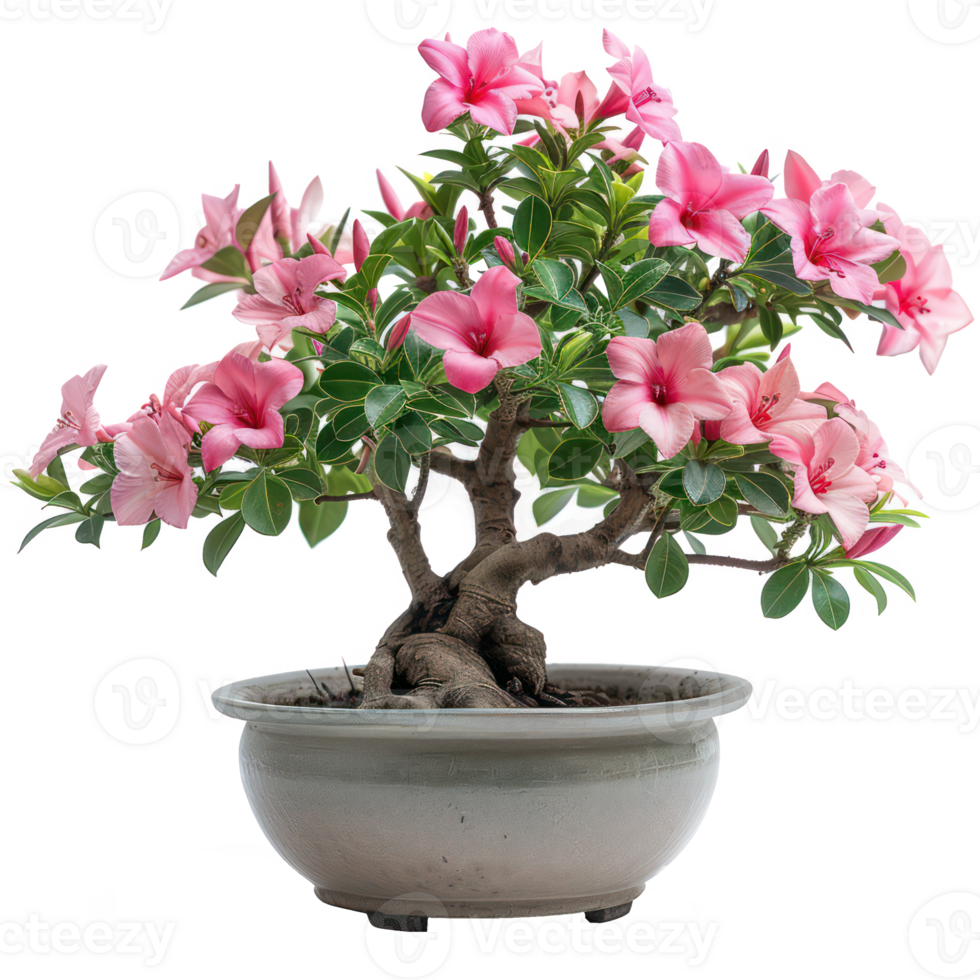 Impala lily as bonsai plants in a pot, isolated on background. Houseplant, that grow outdoor for decorative purpose. Minimal creative garden decorative concept green and fresh png