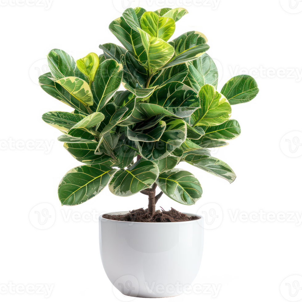A Ficus lyrata in a white ceramic pot, isolated on background. Houseplant, office desk decor, that grow indoor for decorative purpose. Minimal creative home decorative concept green and fresh png