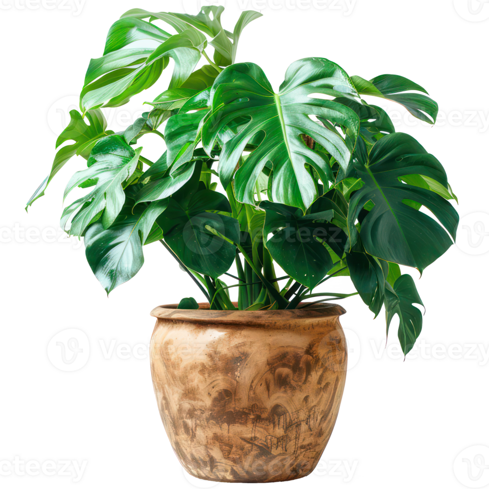 A Monstera Albo Variegata in a ceramic pot, isolated on background. Houseplant, office desk decor, that grow indoor for decorative purpose. Minimal creative home decorative concept green and fresh png