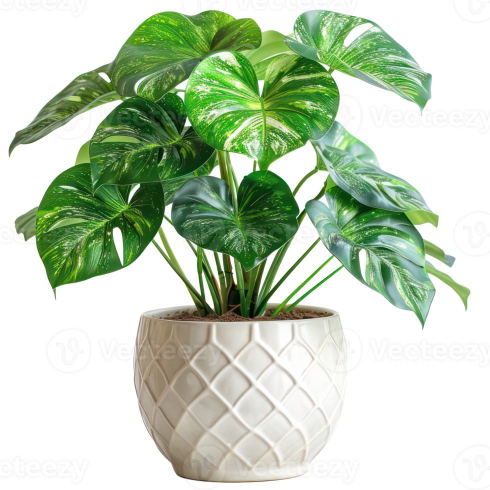 A Monstera Albo Variegata in a ceramic pot, isolated on background. Houseplant, office desk decor, that grow indoor for decorative purpose. Minimal creative home decorative concept green and fresh png