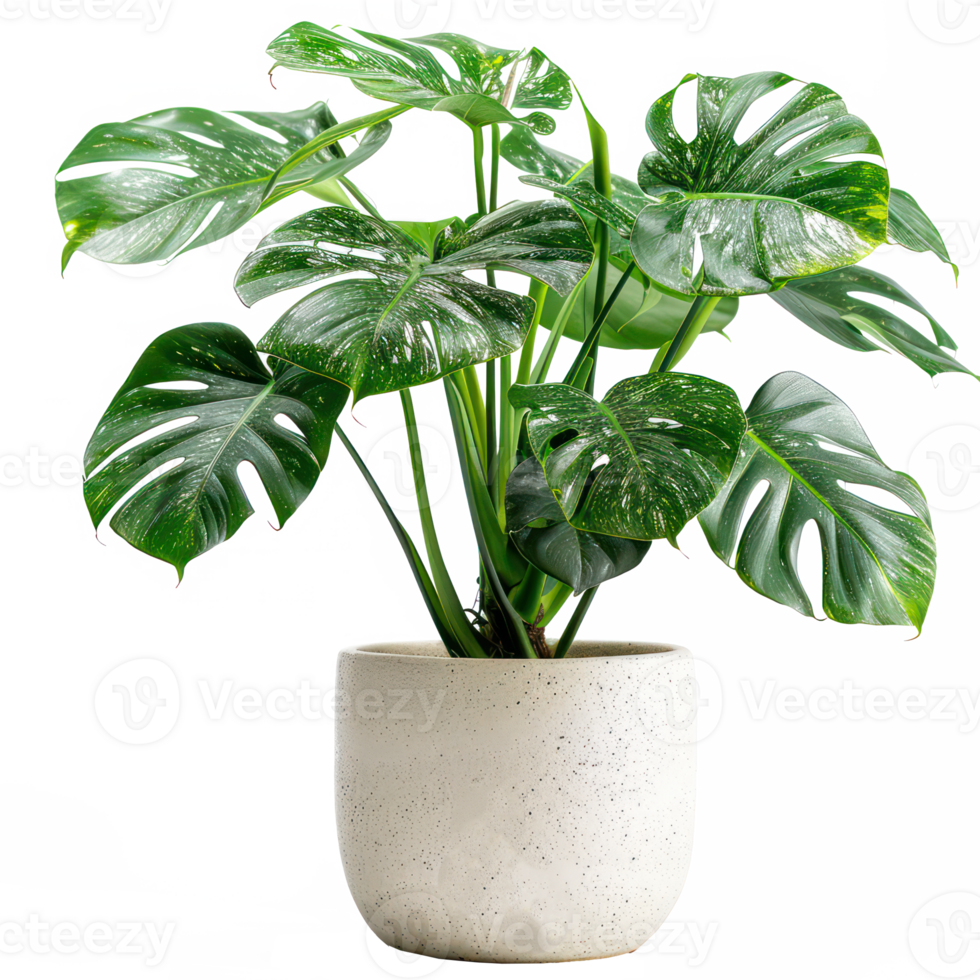 A Monstera Albo Variegata in a ceramic pot, isolated on background. Houseplant, office desk decor, that grow indoor for decorative purpose. Minimal creative home decorative concept green and fresh png
