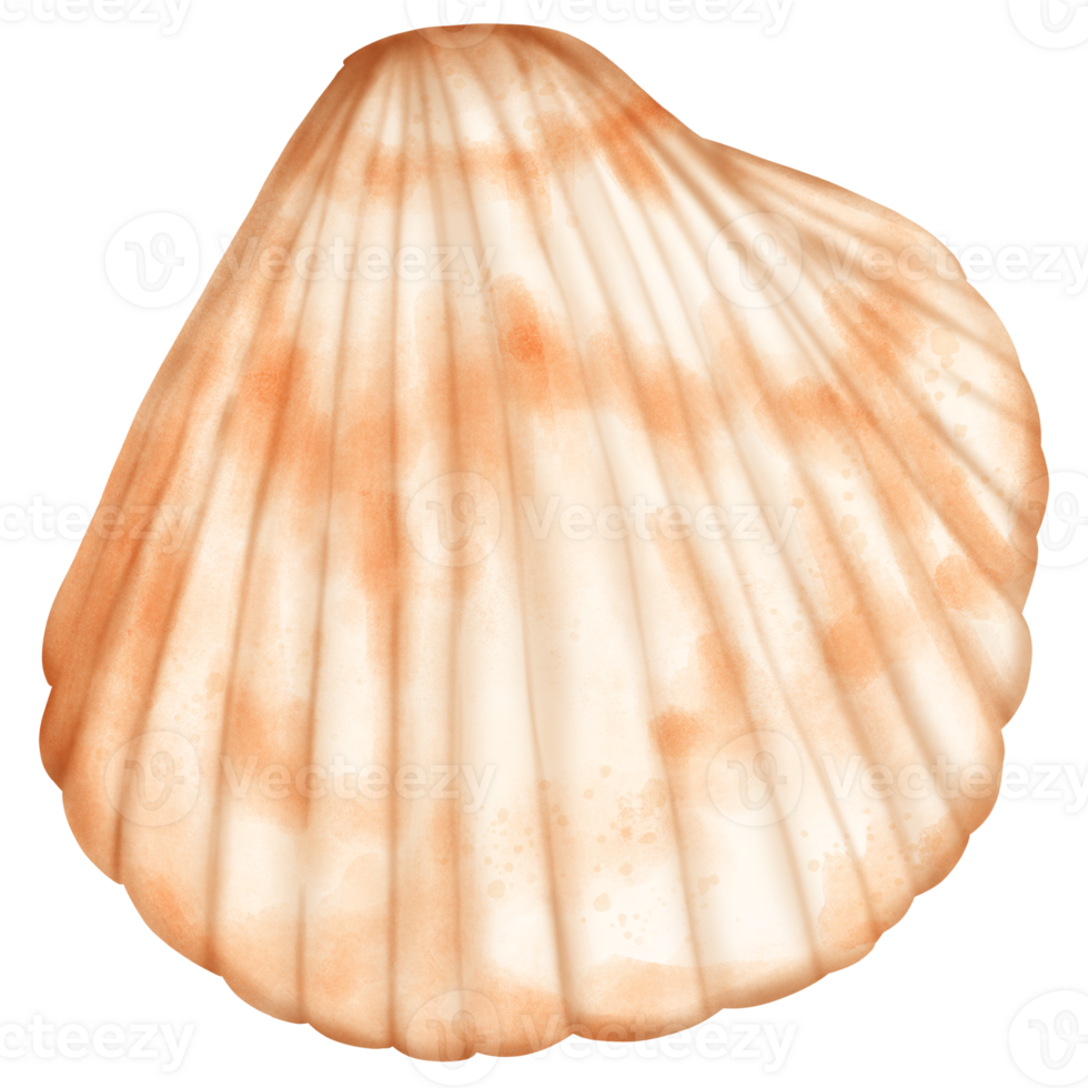 Cute pastel cockle shell for use in summer shell theme, watercolor, hand draw png