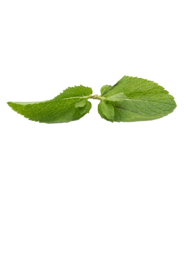 mint leafs isolated on Transparent background png