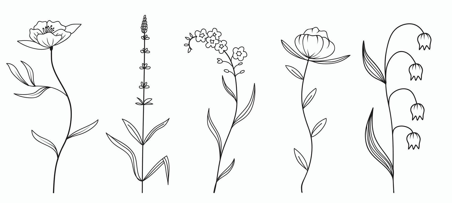 Set of Herbs and Wild Flowers. Hand drawn outline floral elements. vector