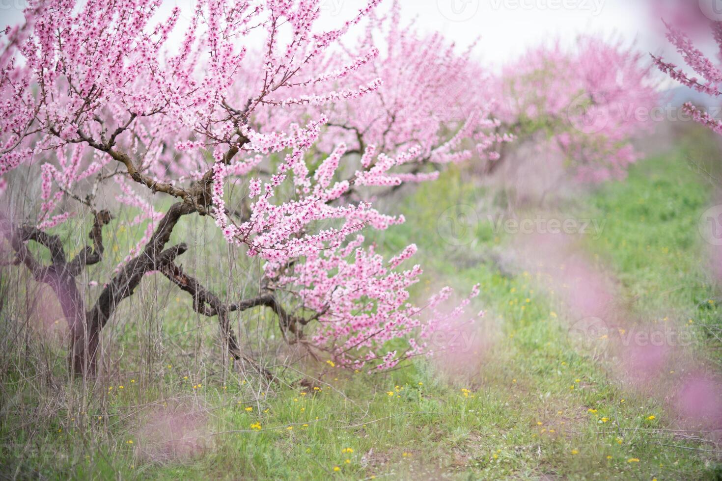 A peach blooms in the spring garden. Beautiful bright pale pink background. A flowering tree branch in selective focus. A dreamy romantic image of spring. Atmospheric natural background photo