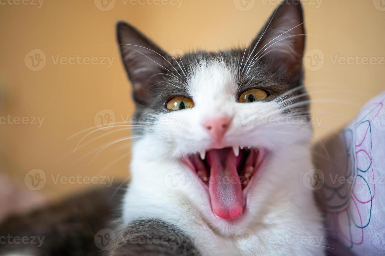 A cat is yawning and has its mouth open. The cat is on a bed and is looking at the camera. photo