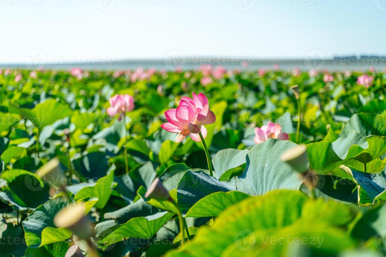 A pink lotus flower sways in the wind. Against the background of their green leaves. Lotus field on the lake in natural environment. photo