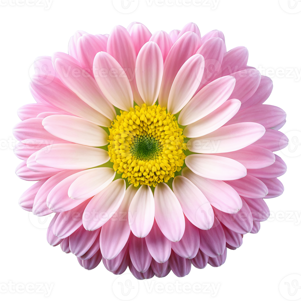 Pink chrysanthemum dense layers of curved petals ombre effect from light pink edges to darker. Flowers isolated on transparent background png