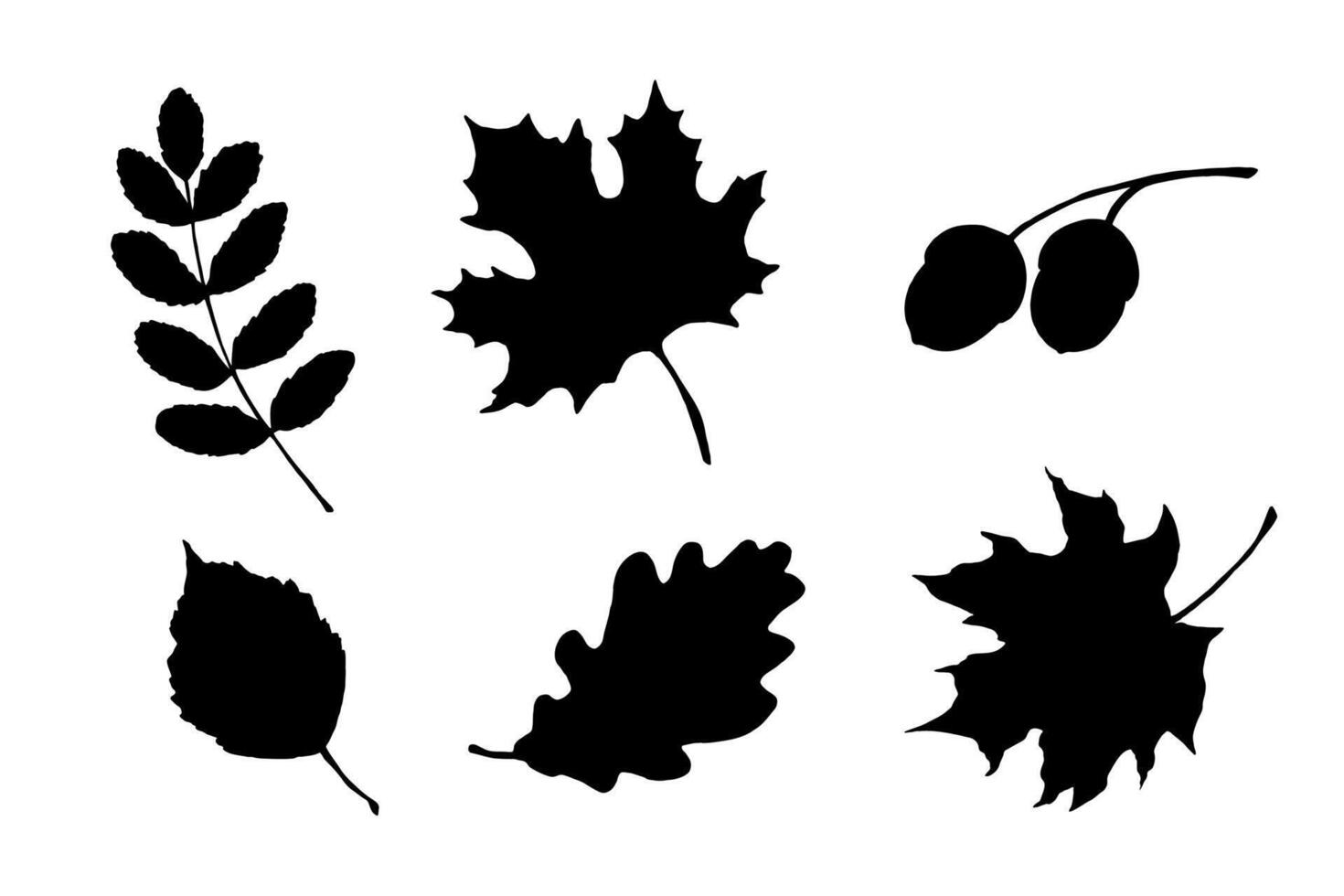Maple, birch tree and oak leaves silhouette. Hand drawn fall illustrations set vector