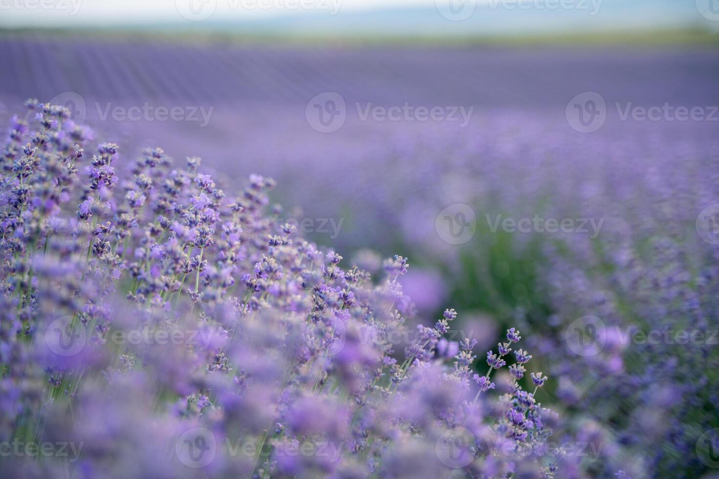 Blooming lavender field. Beautiful purple flowers. Regional organic cultivation. photo