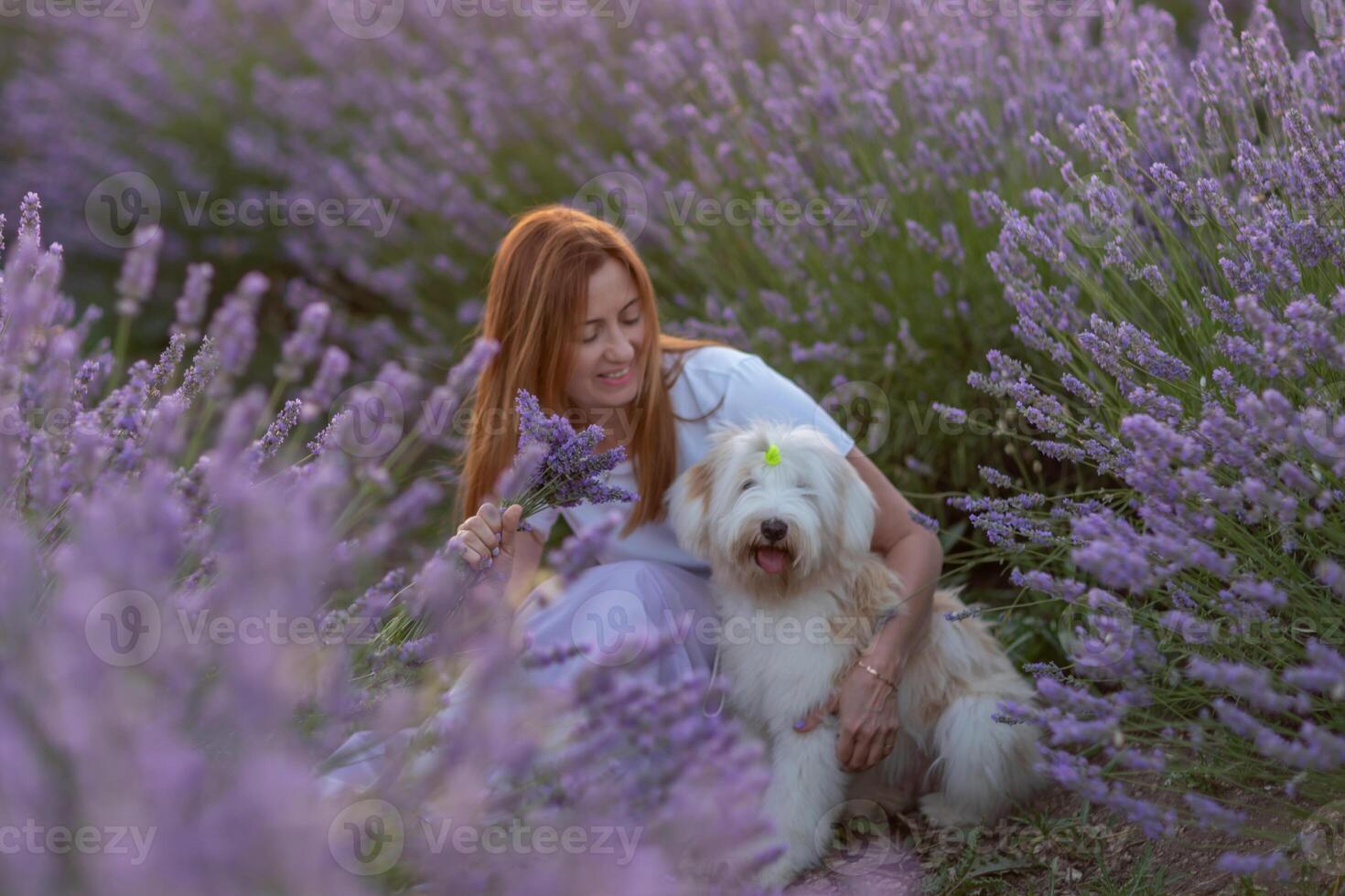 A woman sits in a field of lavender with her dog photo