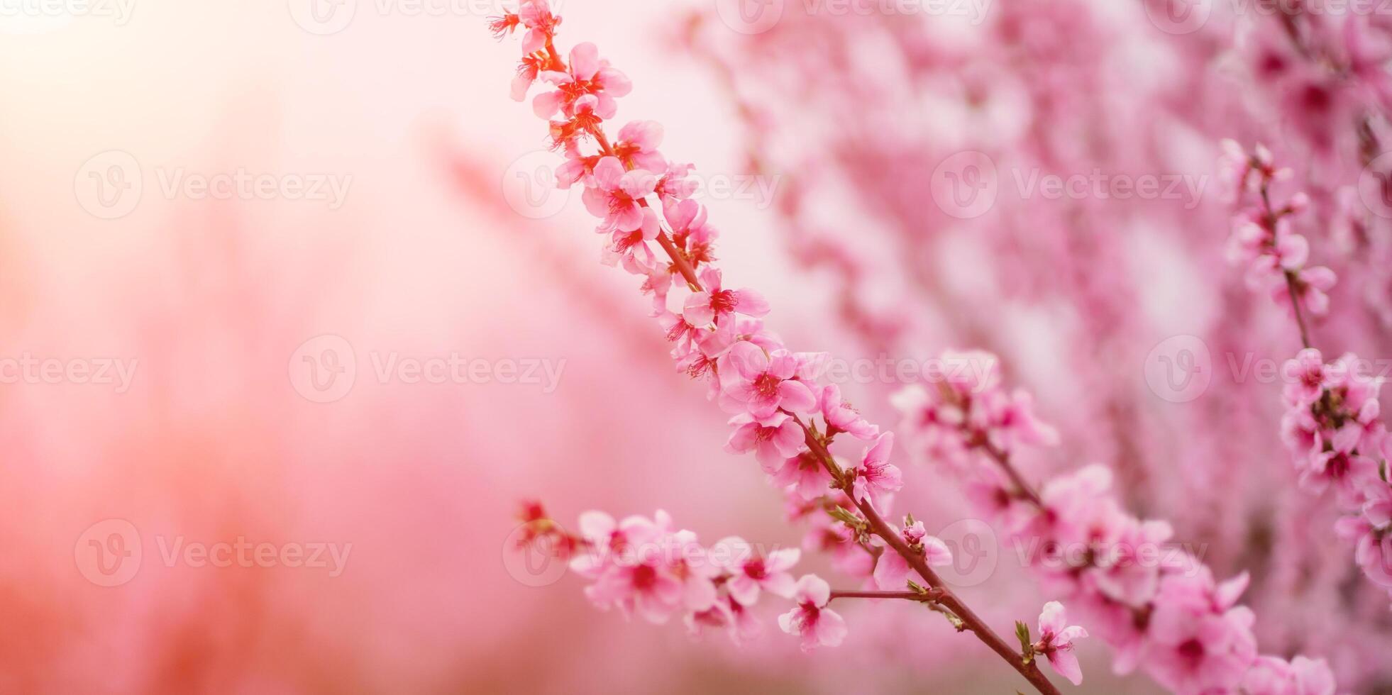 A peach blooms in the spring garden. Beautiful bright pale pink background. A flowering tree branch in selective focus. A dreamy romantic image of spring. Atmospheric natural background photo