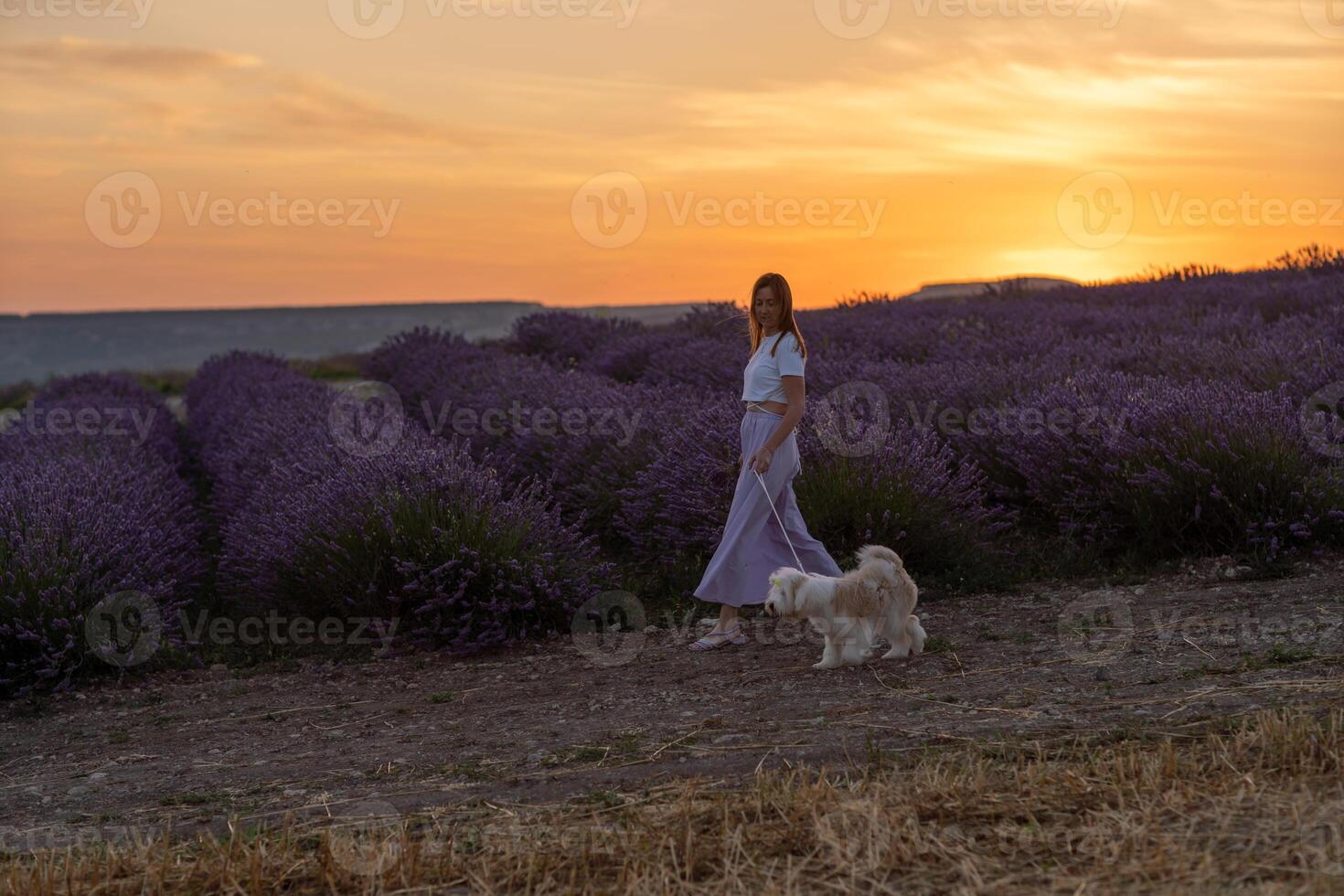 A woman and her dog are walking through a field of lavender photo