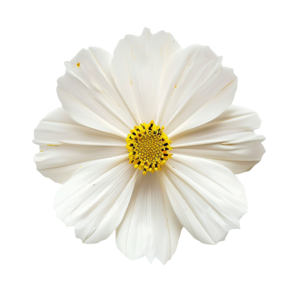 white flower on transparent background 47420082 PNG