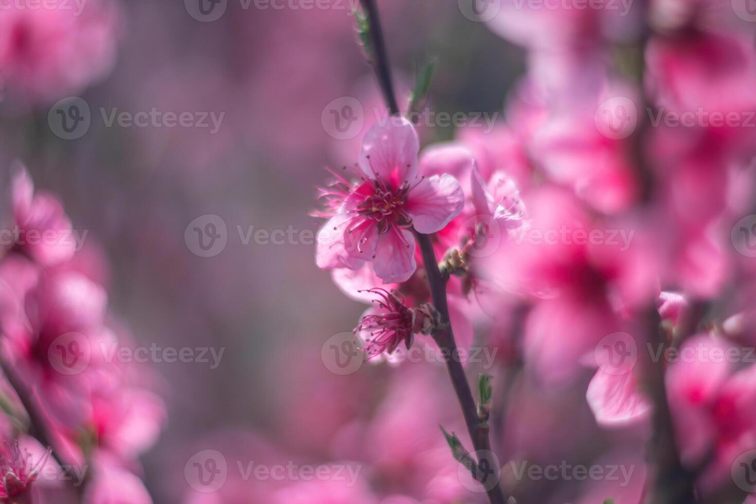 tree with pink peach flowers is in full bloom. The flowers are large and bright, and they are scattered throughout the tree. The tree is surrounded by a clear blue sky. photo