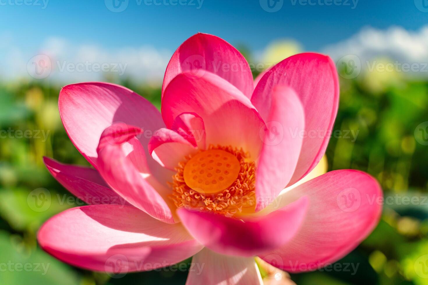 A pink lotus flower sways in the wind, Nelumbo nucifera. Against the background of their green leaves. Lotus field on the lake in natural environment. photo