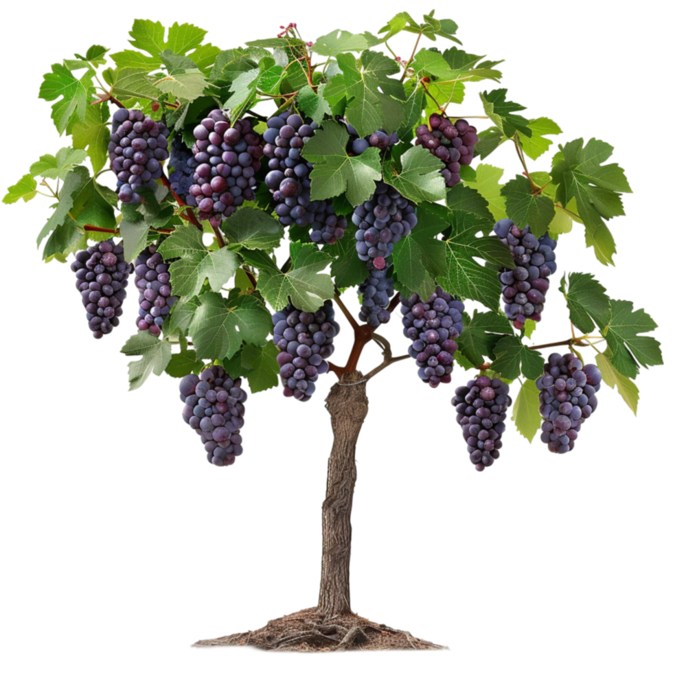 Transform Your Garden with Grapes on Trees A Comprehensive Guide png