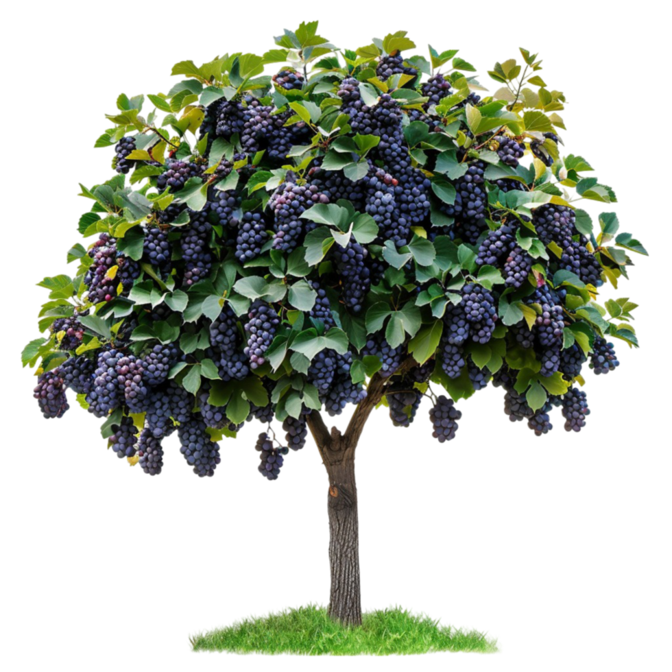 The Art of Growing Grapes on Trees Techniques and Tips png