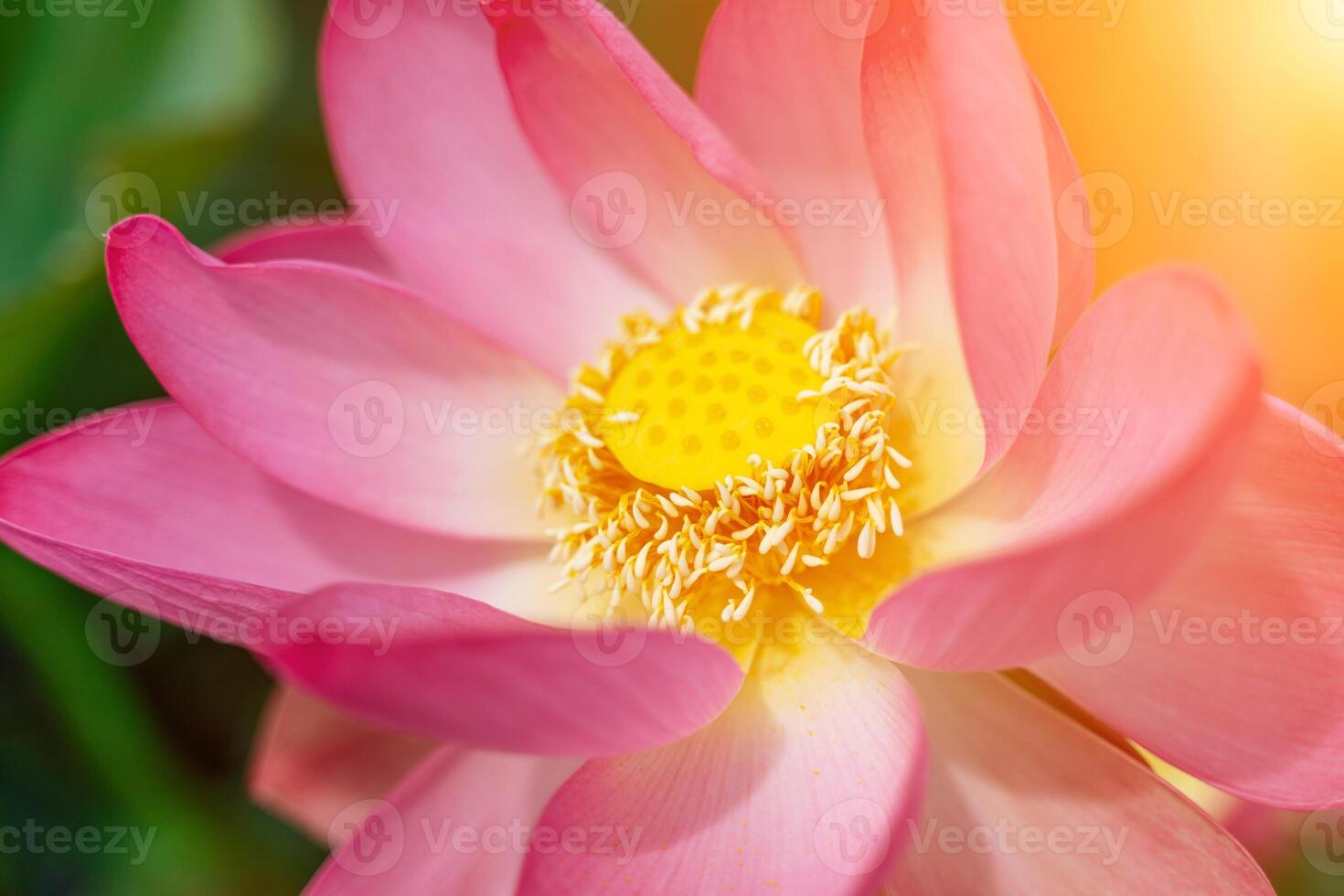 A pink lotus flower sways in the wind. Against the background of their green leaves. Lotus field on the lake in natural environment. photo