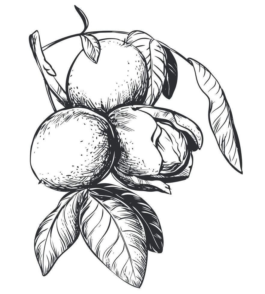 Walnuts are hand drawn. illustration in engraving technique. Ingredient for nut paste, butter, Nocino liqueur. For packaging design. Linear ink drawing. vector