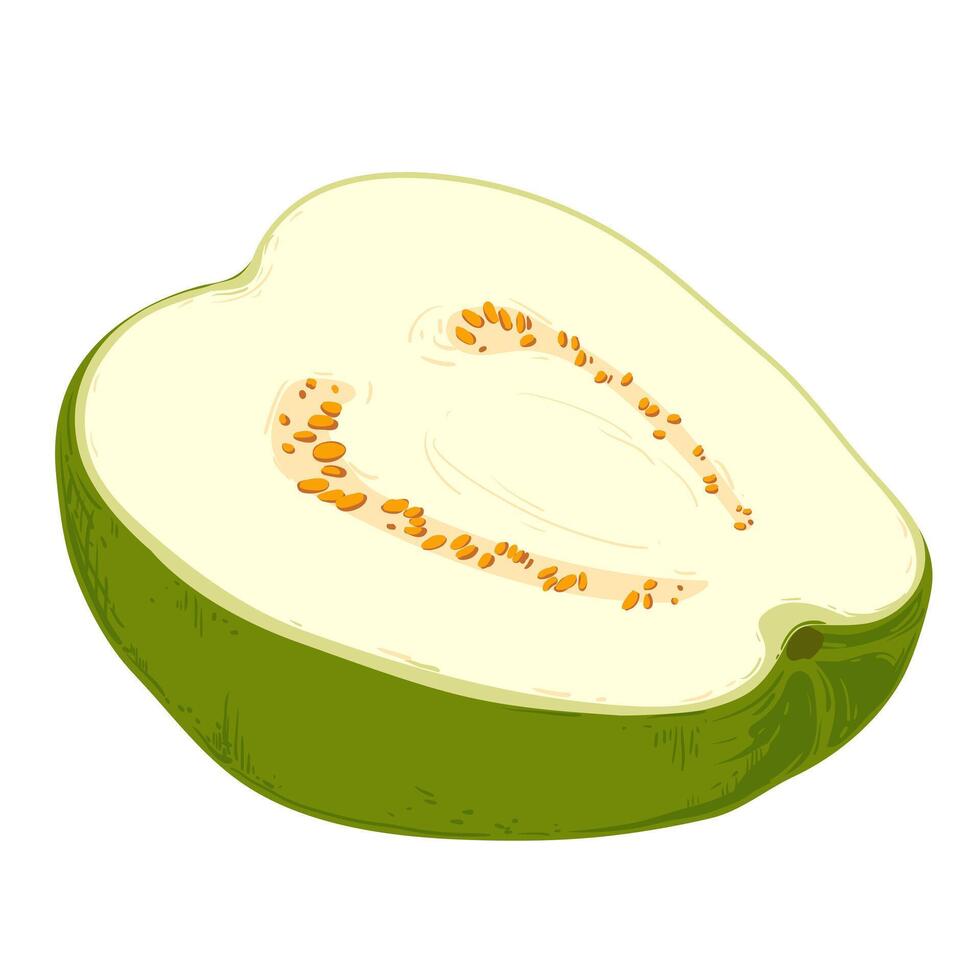 pise fresh guava. illustration. vector
