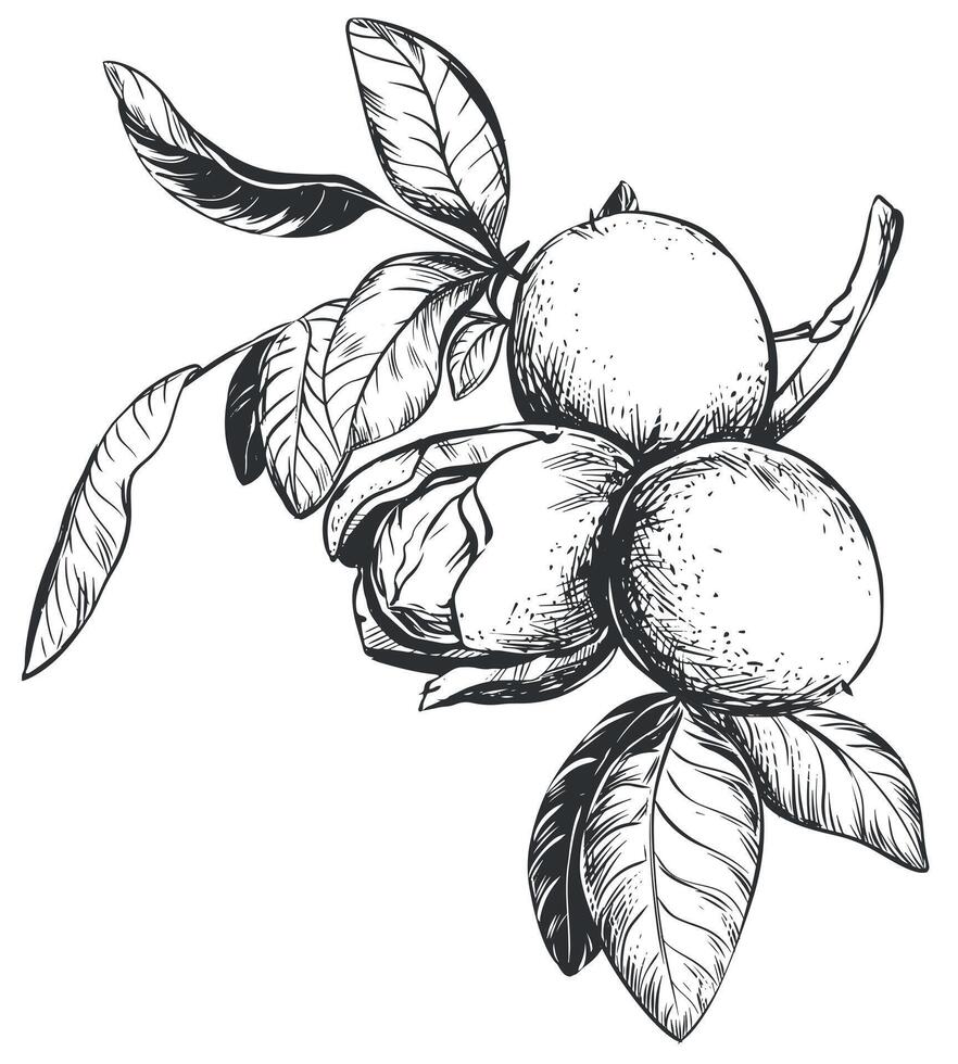 Walnuts are hand drawn. illustration in engraving technique. Ingredient for nut paste, butter, Nocino liqueur. For packaging design. Linear ink drawing. vector