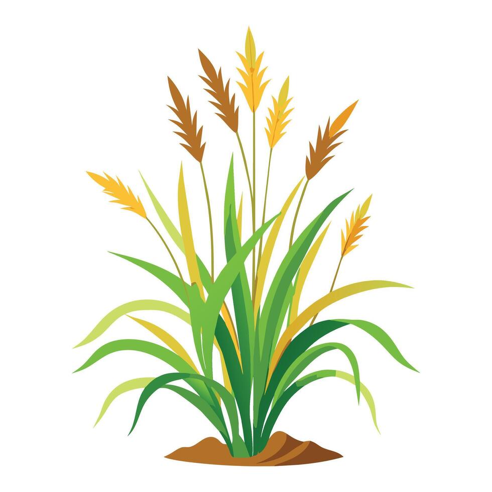 Stenotaphrum secundatum grass flat illustration on white background. vector