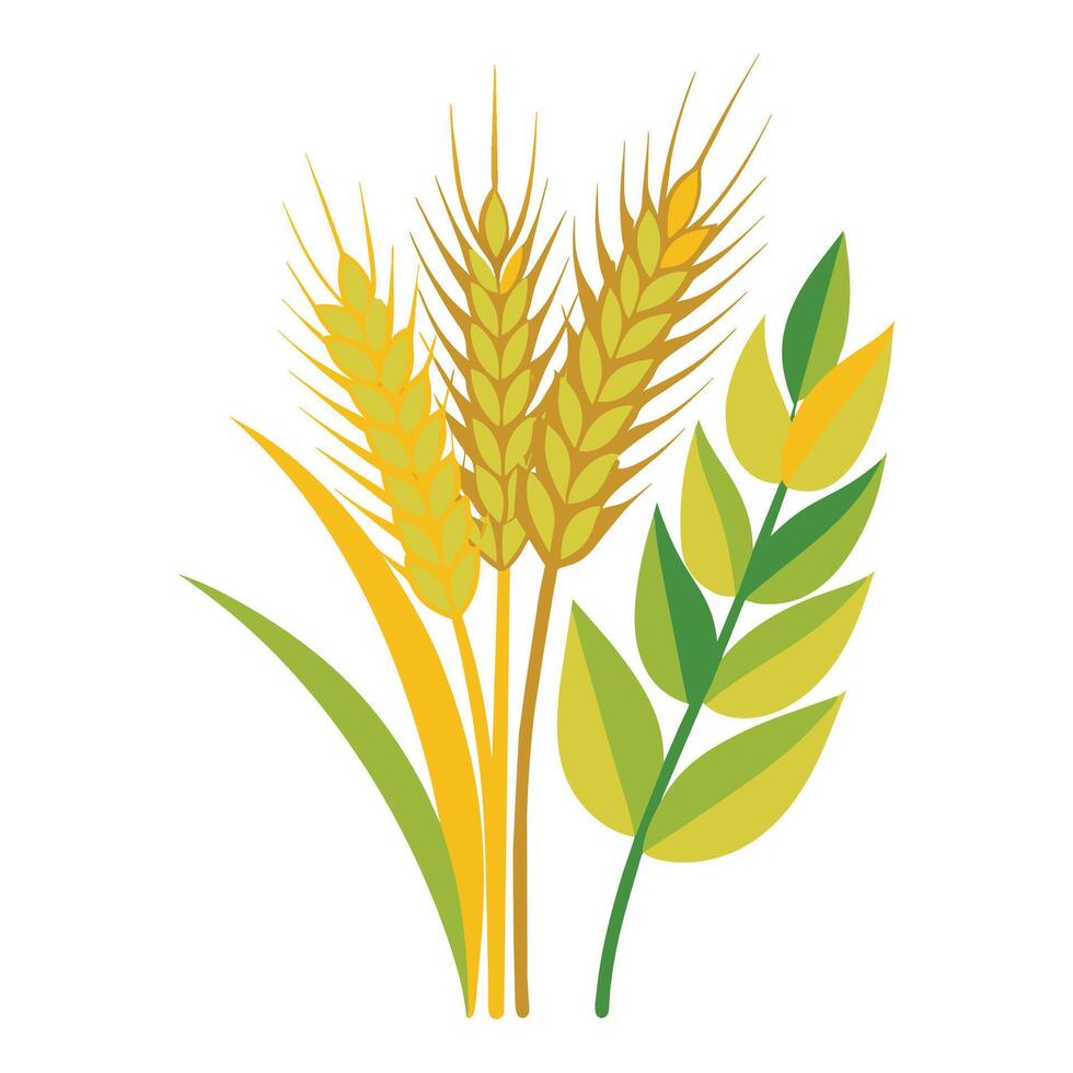 Barley flat illustration on white background vector