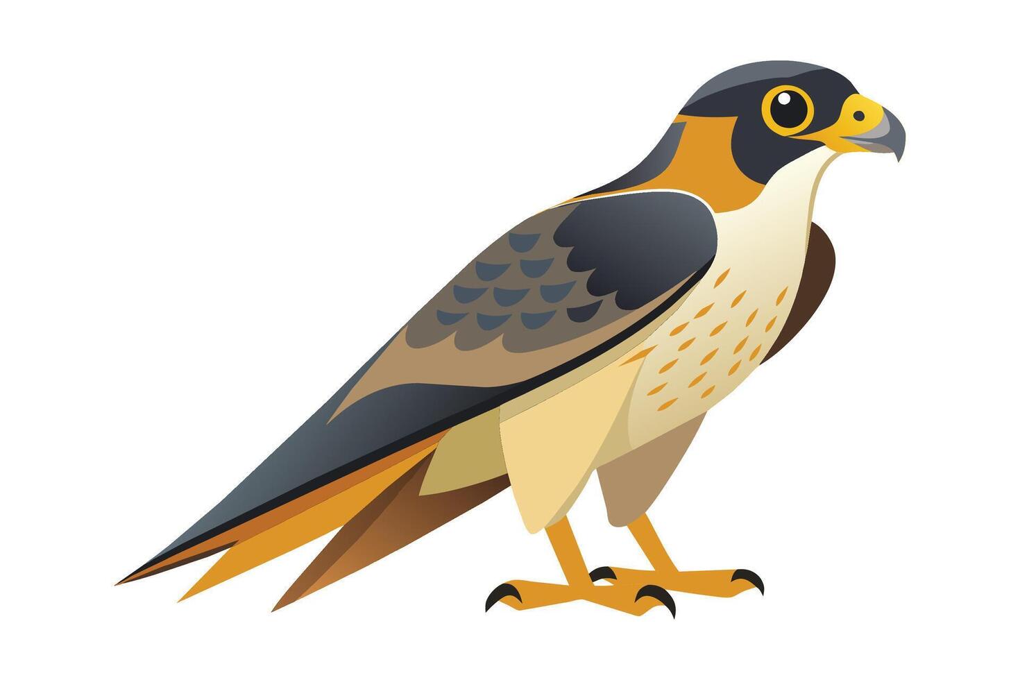 Peregrine flat illustration on white background vector