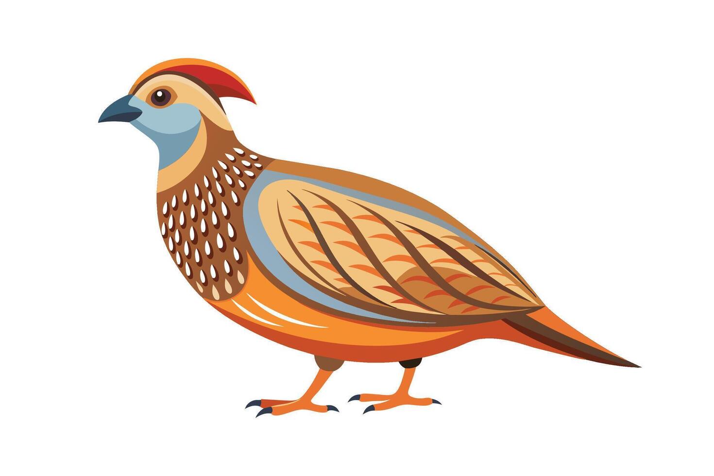 Quail flat illustration on white background vector