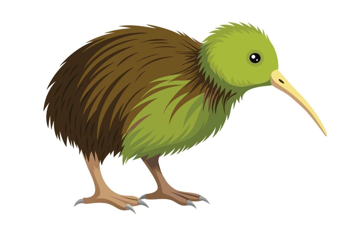 Kiwi bird flat illustration on white background. vector