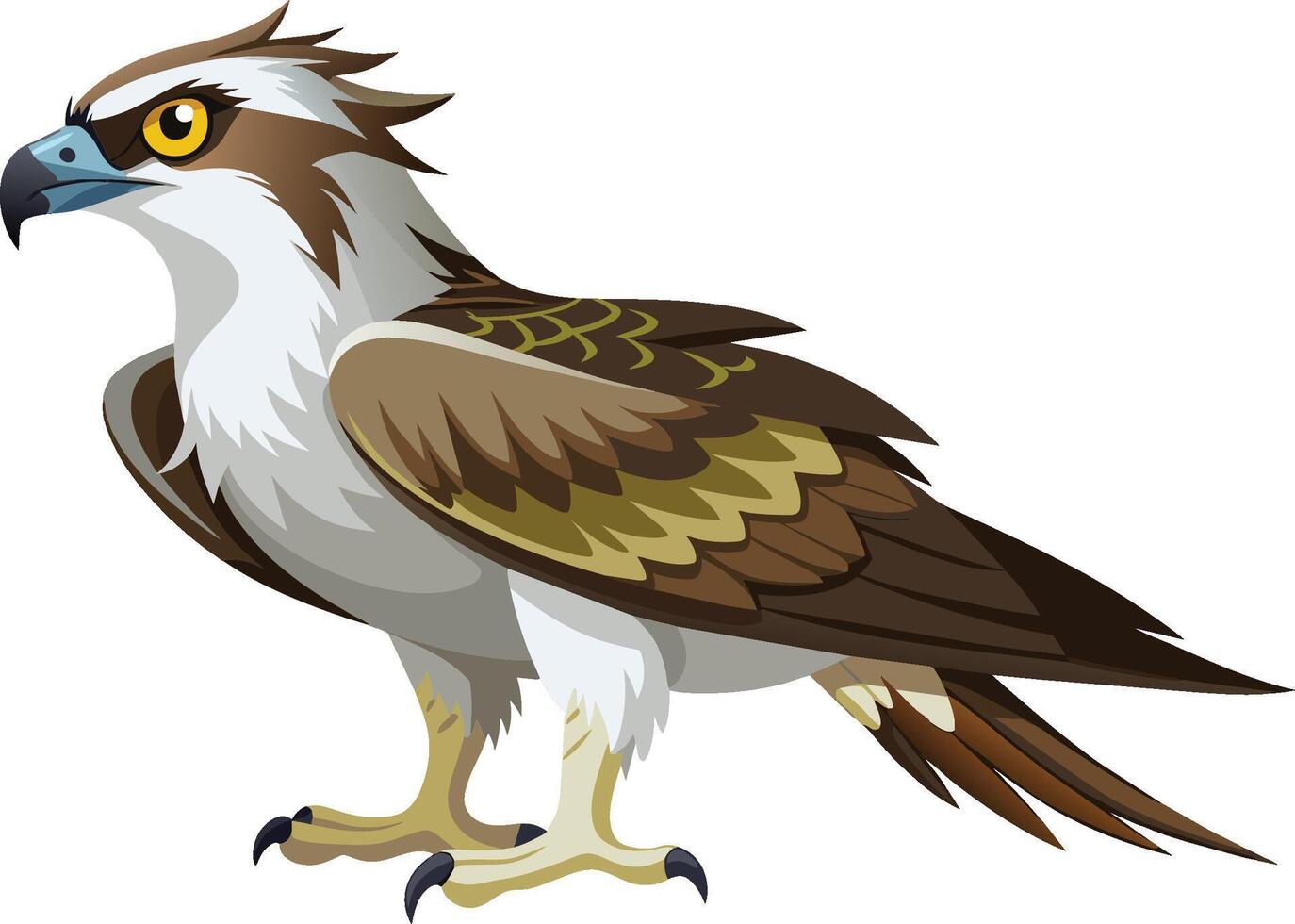 Osprey flat illustration on white background. vector