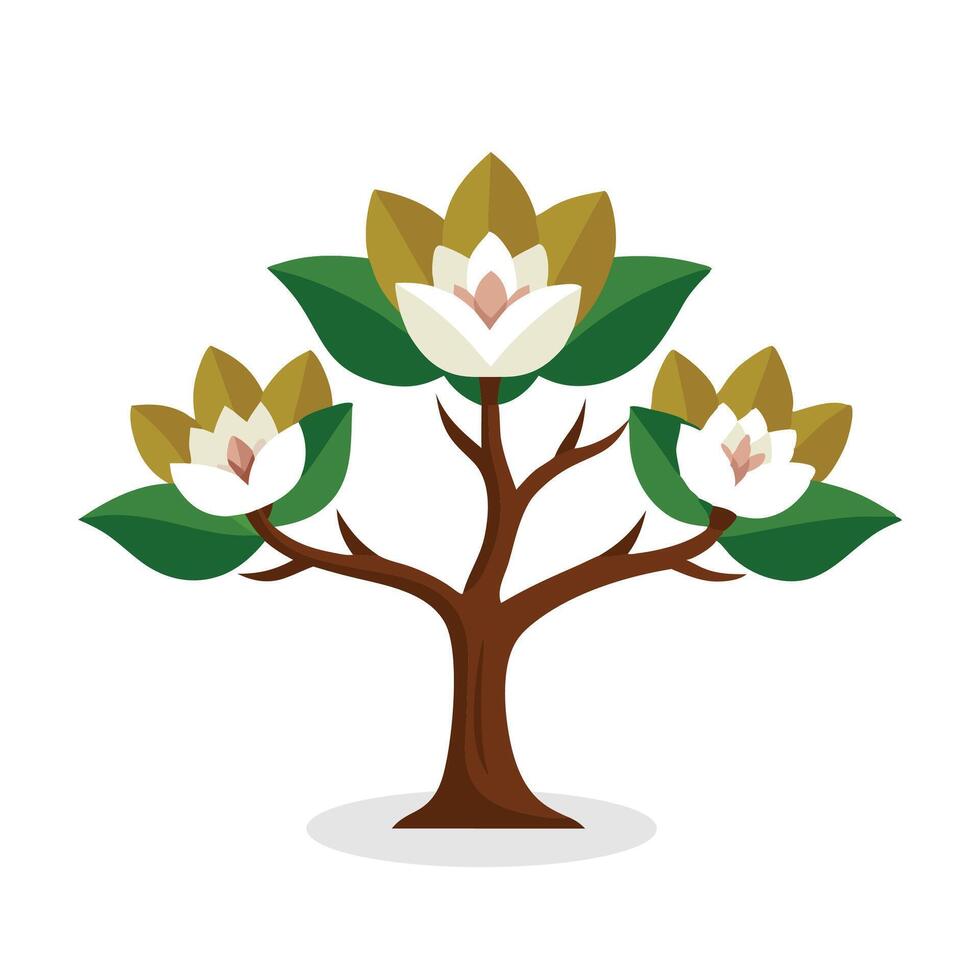 Cucumber Tree, Magnolia acuminata tree Nature flat illustration on white background vector