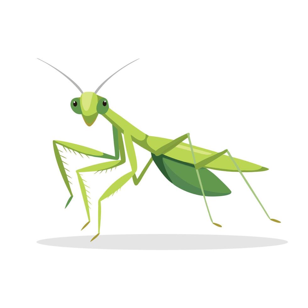Mantis insect flat illustration on white background vector