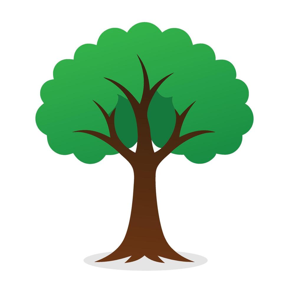 Black Ash, Fraxinus nigra tree Nature flat illustration on white background vector