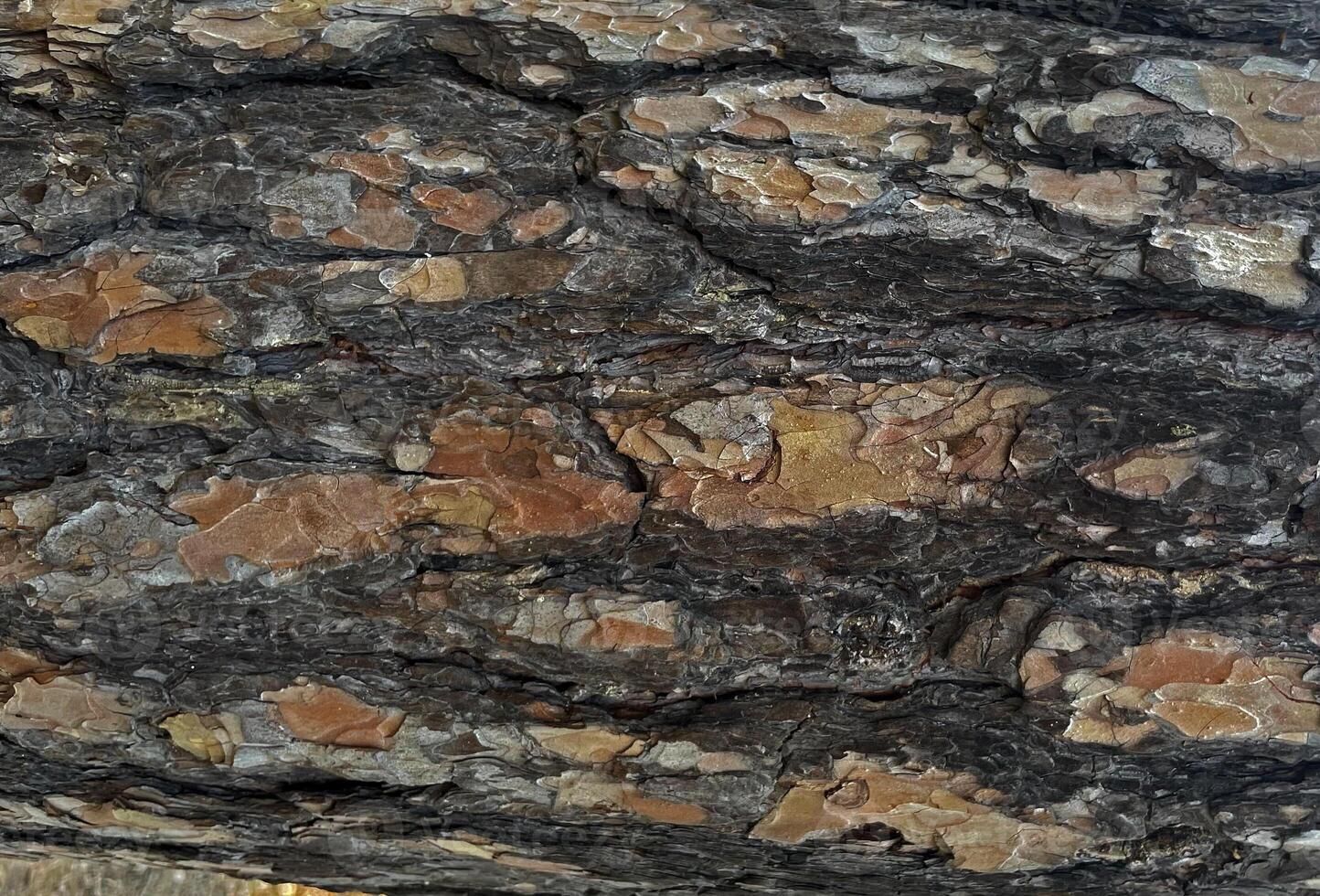 Beautiful bark background. The pine bark of the tree. Photo of Marco. Wooden background. Pine tree. Yellow bark. Abstract background