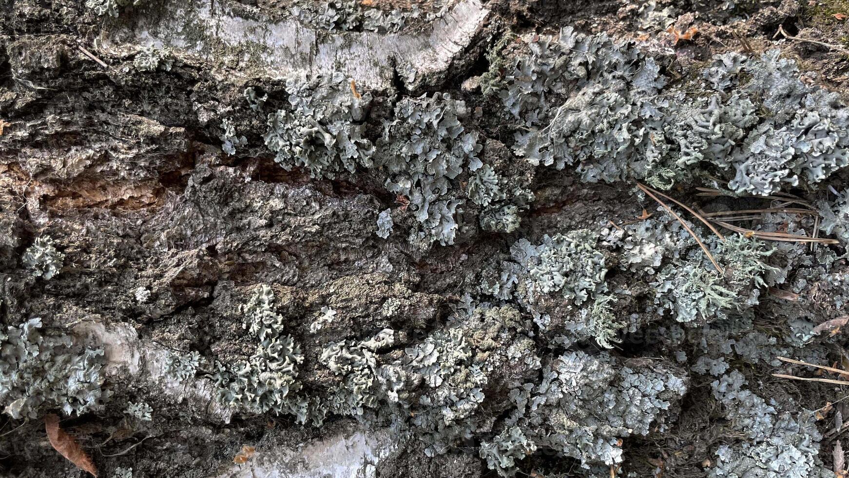 Green moss on a tree. Moss on a stone. Macro photo of green moss.