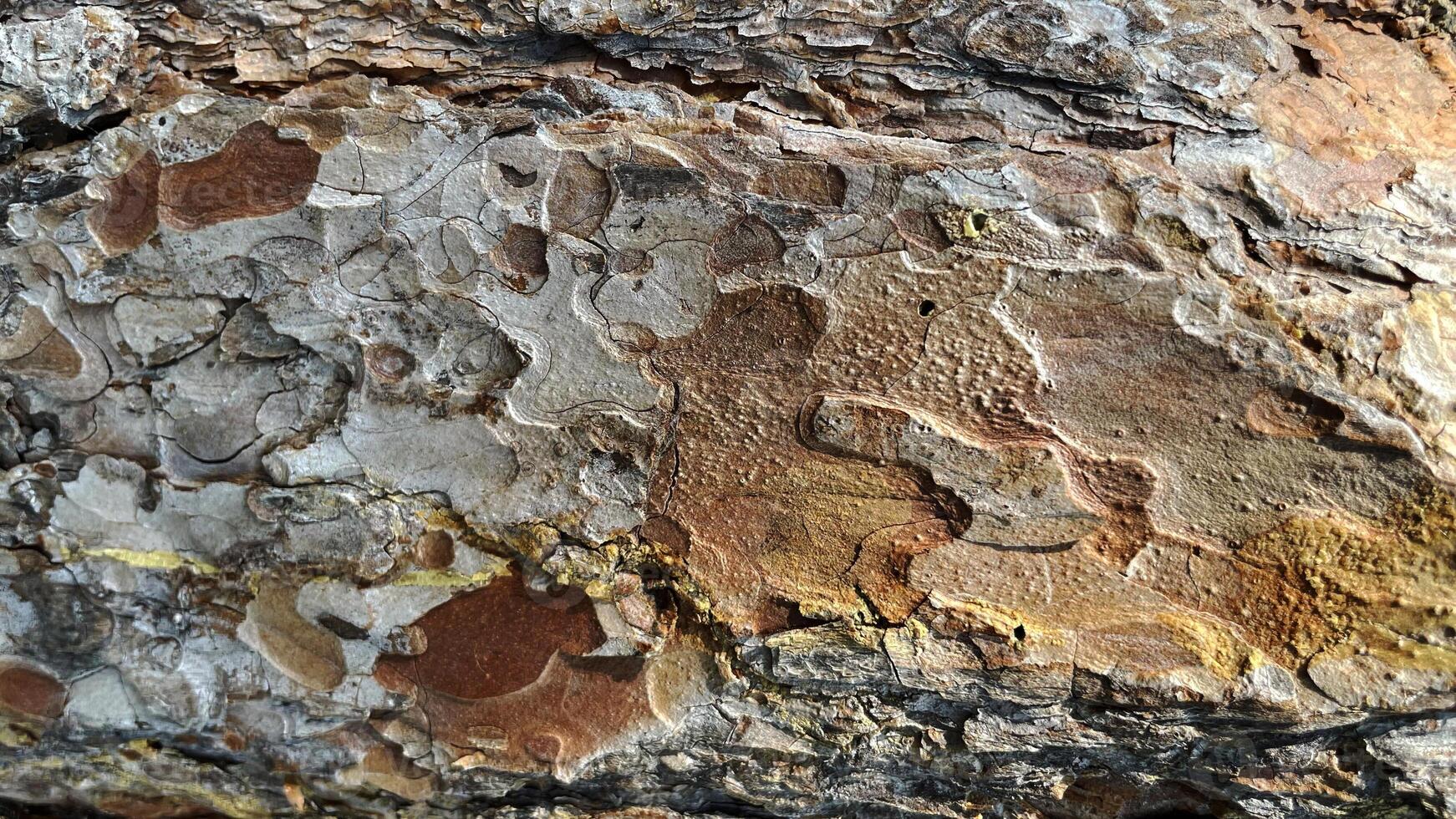 Beautiful bark background. The pine bark of the tree. Photo of Marco. Wooden background. Pine tree. Yellow bark. Abstract background