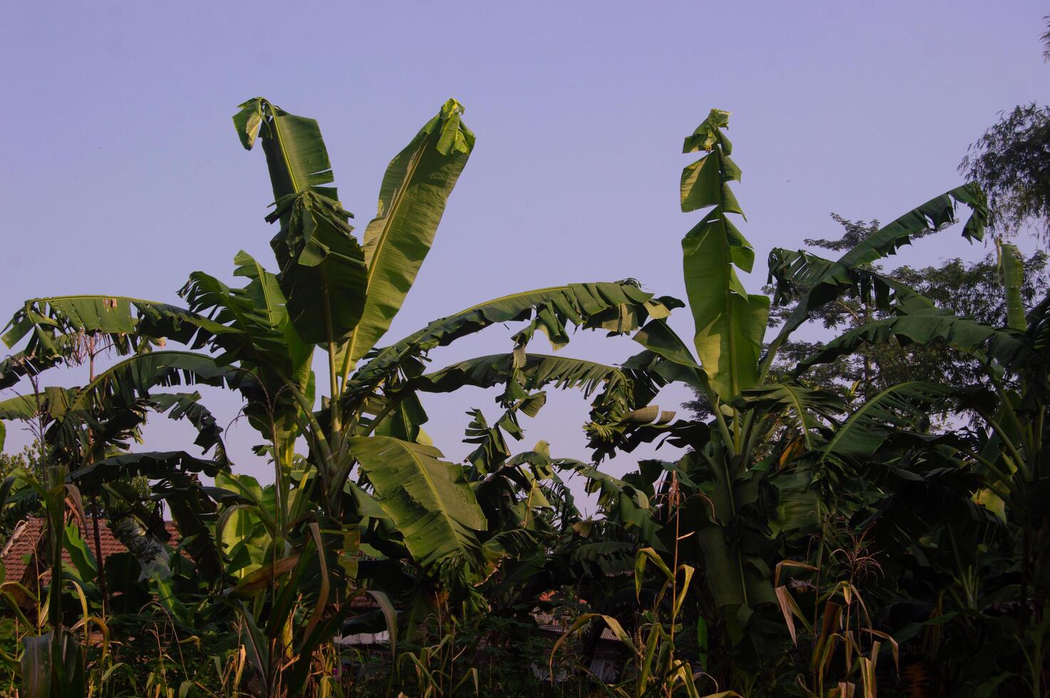 view of banana tree plants in the garden photo