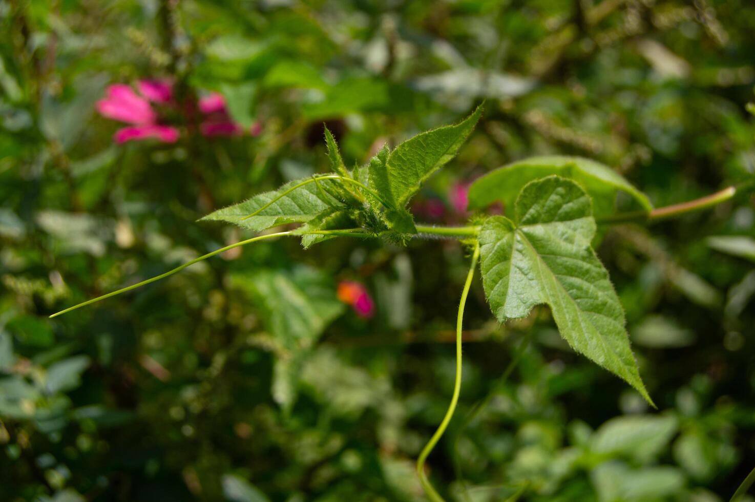 leaves of wild climbing plants growing in the garden photo