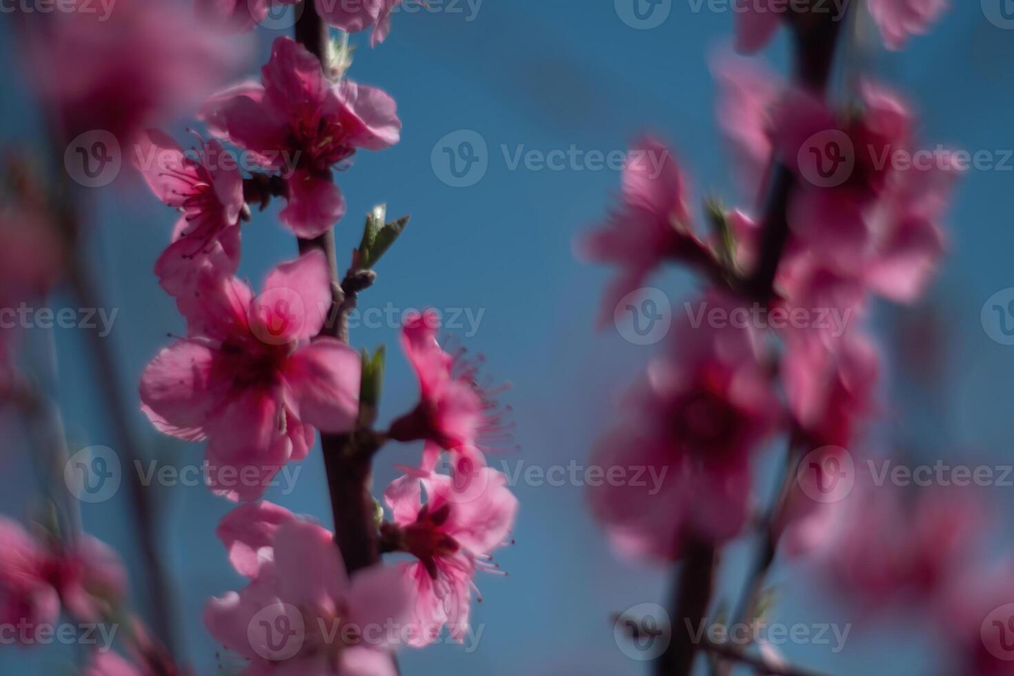tree with pink peach flowers is in full bloom. The flowers are large and bright, and they are scattered throughout the tree. The tree is surrounded by a clear blue sky. photo
