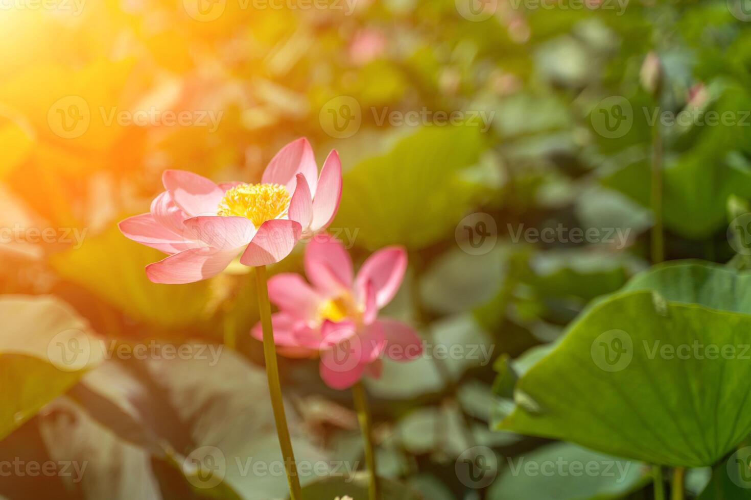 A pink lotus flower sways in the wind. Against the background of their green leaves. Lotus field on the lake in natural environment. photo