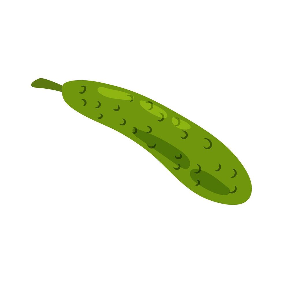 Green ripe cucumber in flat style on white background. Vegetables. Ingredient for salad, rolling, cooking. Healthy food. vector