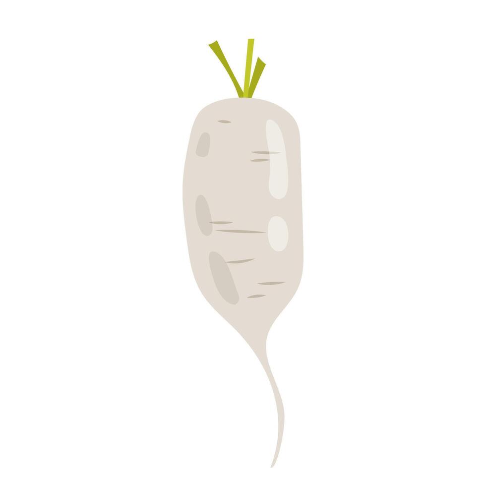 Fresh radishes. Seasonal vegetables. Natural organic seasoning. Raw vegetable, food. Root vegetable. Flat illustration isolated on white background. vector