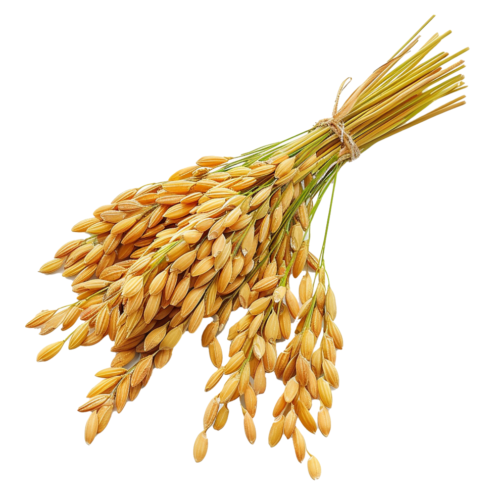 Close up paddy rice ears isolated on transparent background png